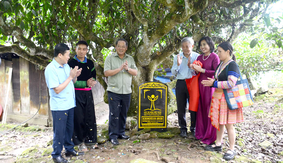 [-]Những[-]c&acirc;y[-]Ch&egrave;[-]Di[-]sản[-]cần[-]chăm[-]s&oacute;c[-]bảo[-]vệ[-]để[-]ph&aacute;t[-]triển[-]kinh[-]tế[-]bền[-]vững[-]cho[-]v&ugrave;ng[-]cao
